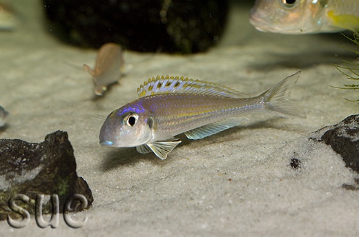 Xenotilapia bathyphilus 'Chimba'